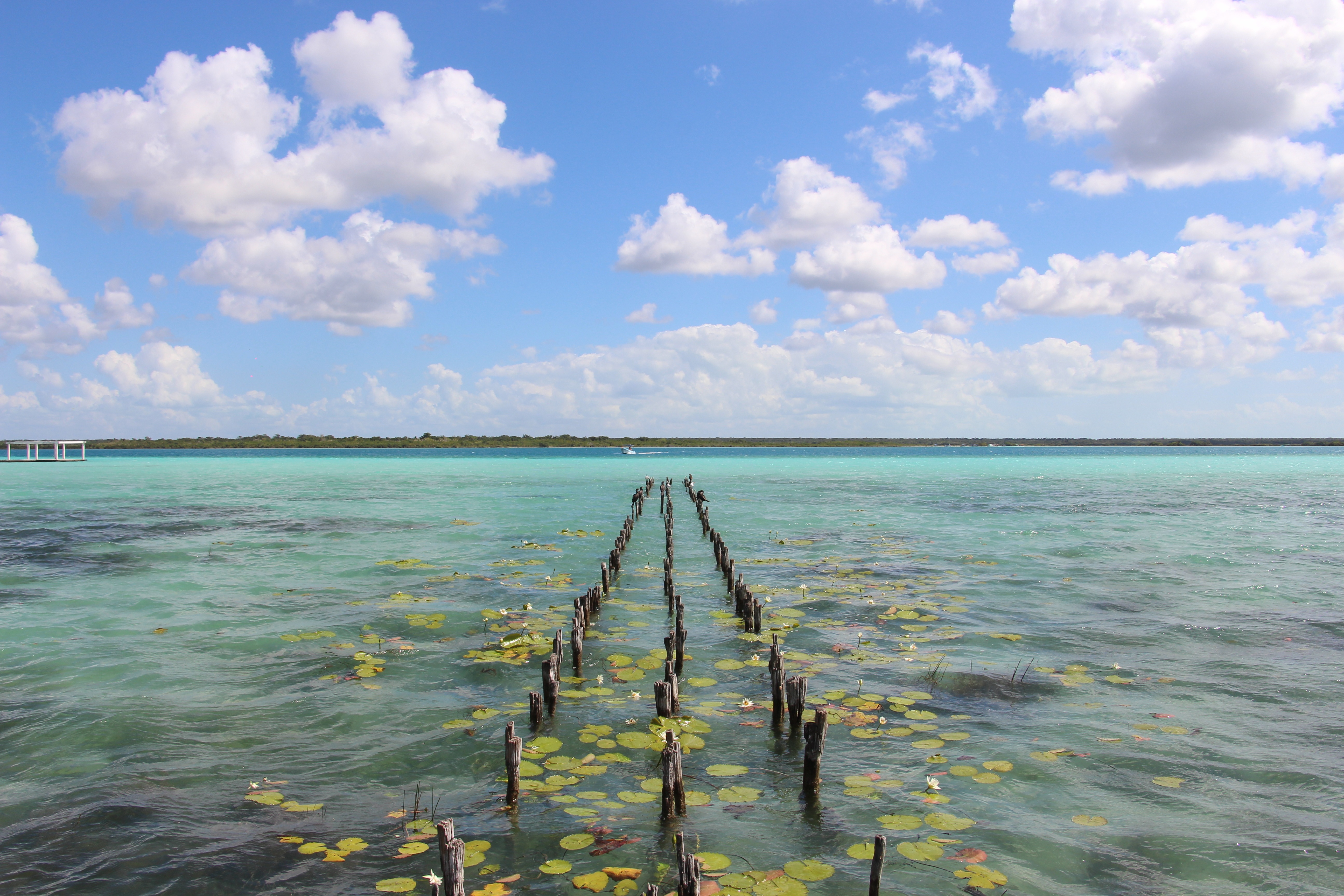 bacalar 2699012