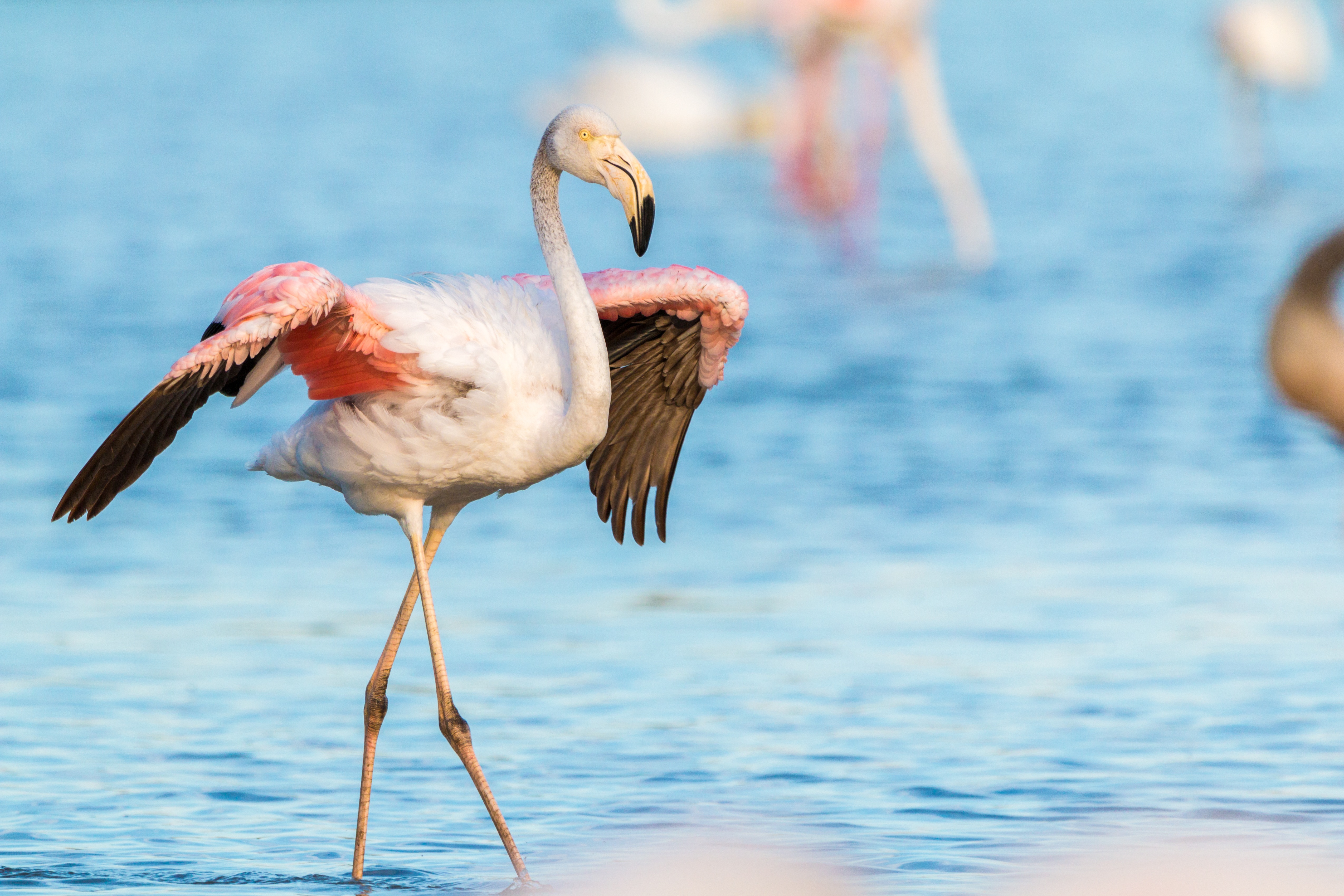 flamingo 2591522