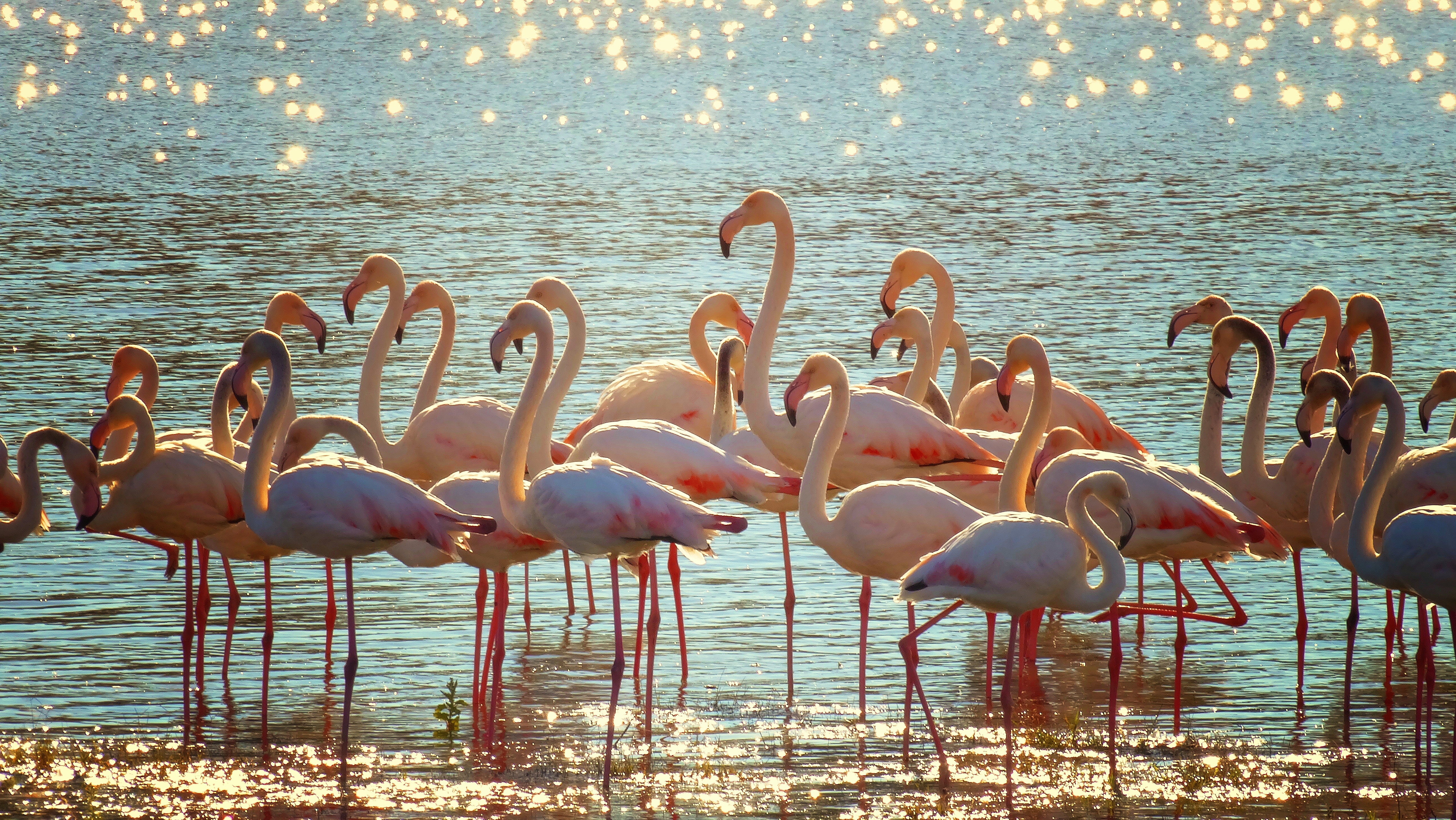 flamingos 3718480